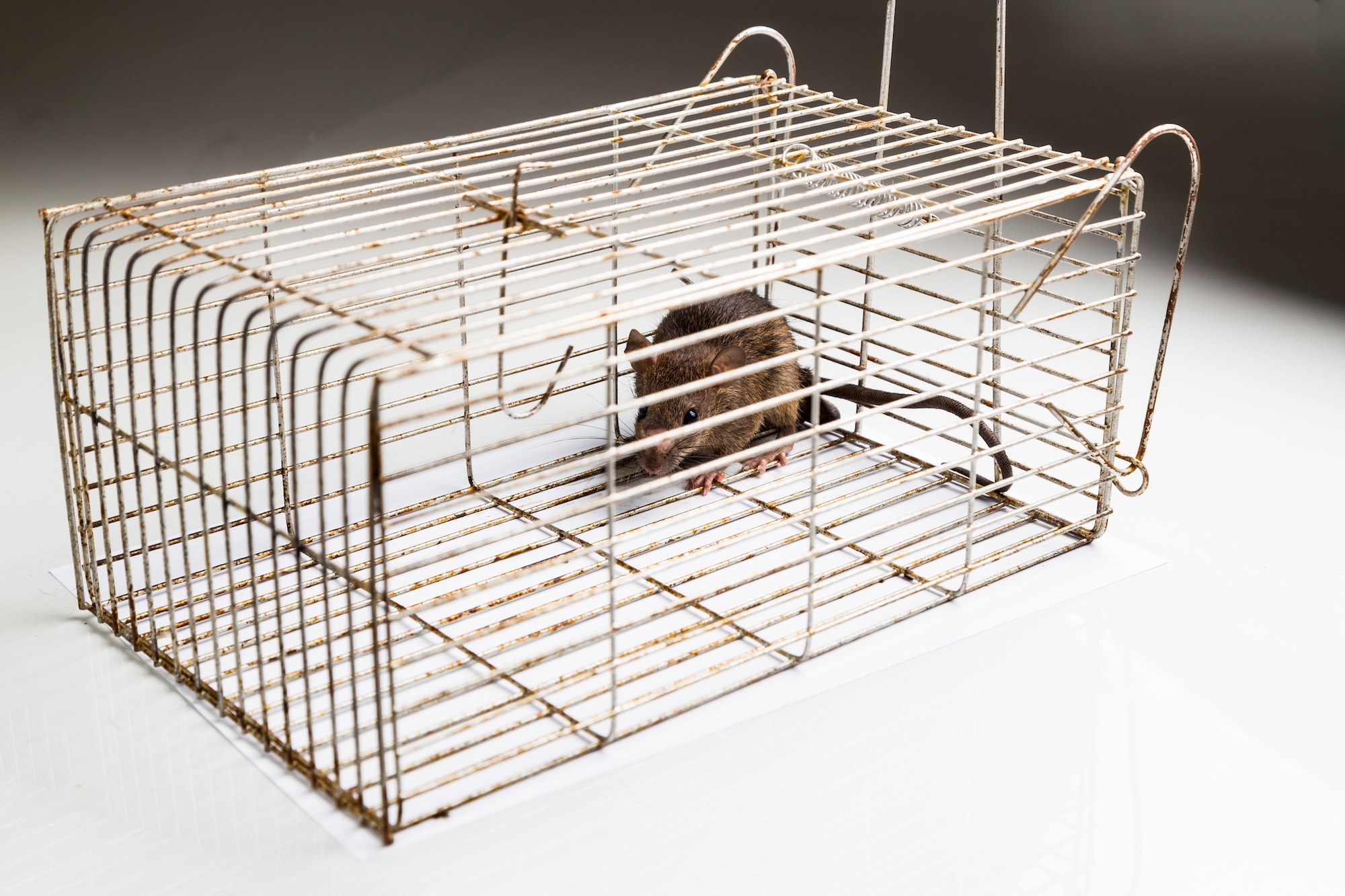 Metal cage with a trapped rat